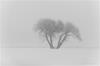 Winter trees