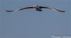 Flying gull 1