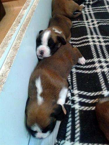 Valpar_sover_3v Valpar_sover_3v