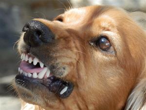 dog-329280_1280 dog-329280_1280