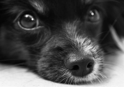 dog-187817_1280