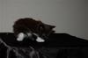 DSC_0052 (2)
