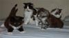 DSC_0097 (2)