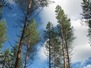 Nygallrad skog