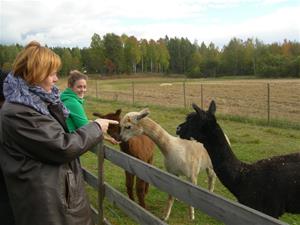 På besök hos Anna och hennes söta alpackor 