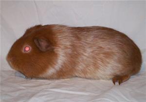 Polka Pigs Sweet Looks Kill Polka Pigs Sweet Looks Kill