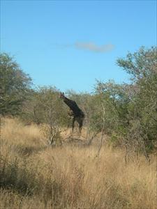 Giraff i Kruger