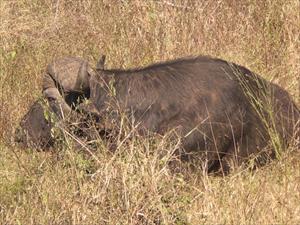 Buffel i Krugerparken