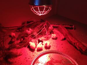 Kycklingarna nyss ute ur kläckmaskinen