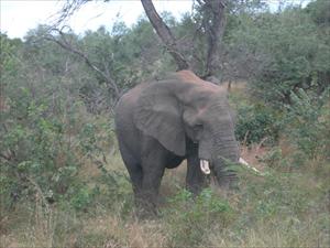Elefant i Krugerparken