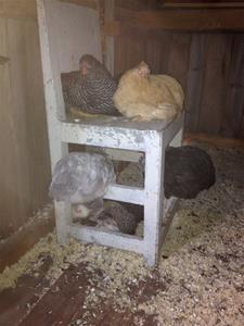 Kycklingarna tar nattkvist