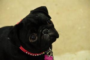zuki mopsspecialne zuki mopsspecialne