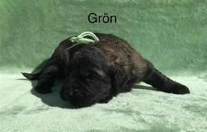T_2_gron_1
