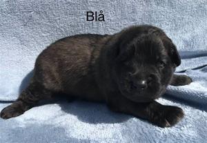 s_2_bla_1