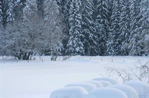 Vinterbild-2