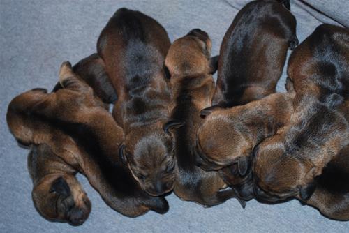 Hildurpups1 Hildurpups1