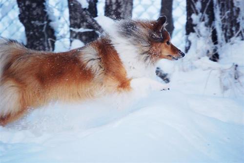 nellie i snön nellie i snön