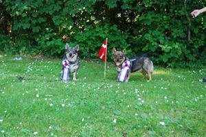 Herning1 Herning1
