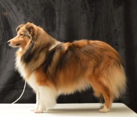 hundfoton010114 256 hundfoton010114 256