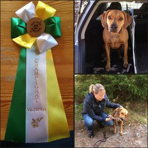 Svensk viltspårschampion 16 månader