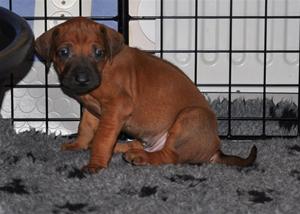 Herr Lila