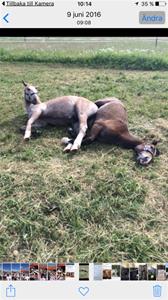 Bellus & Toby Bellus & Toby
