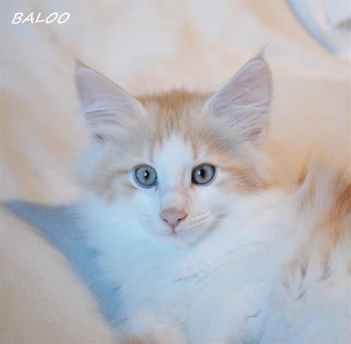 Baloo 10v Baloo 10v