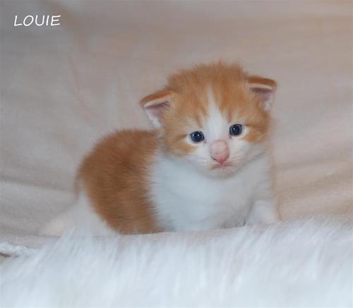 Louie 3v Louie 3v