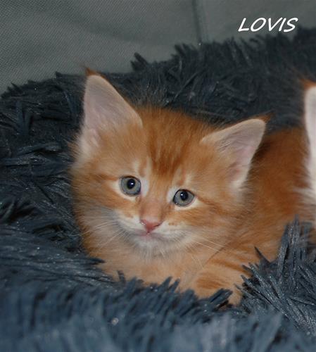 Lovis 6v c Lovis 6v c