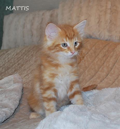 Mattis 9v a Mattis 9v a
