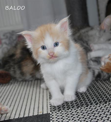 Ballo 4v b Ballo 4v b