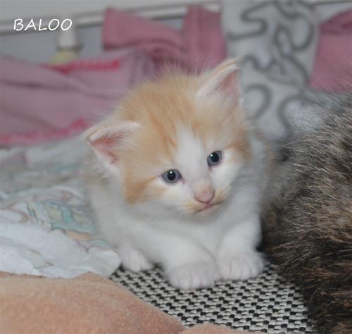 Ballo 4v Ballo 4v
