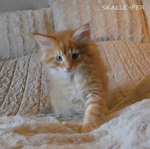 Skalleper 9v a Skalleper 9v a