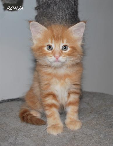Ronja 6v b Ronja 6v b
