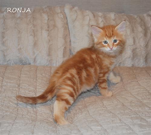 Ronja 7+4 c Ronja 7+4 c
