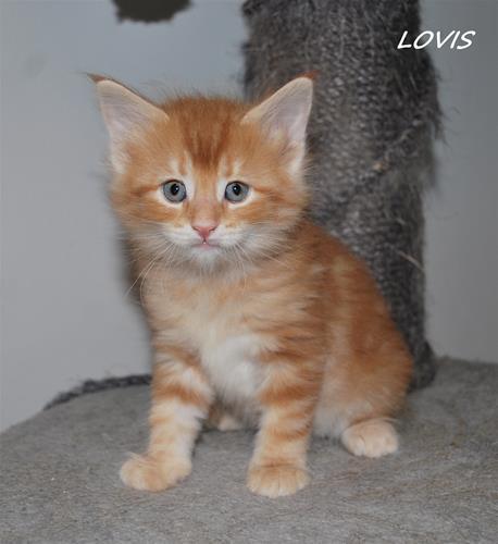 Lovis 6v b Lovis 6v b