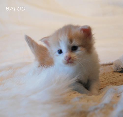 Baloo 3v Baloo 3v