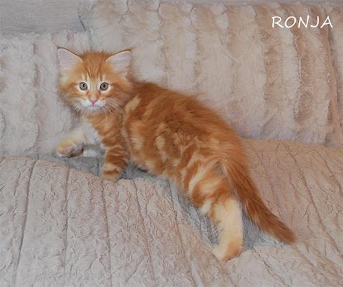 Ronja 9v Ronja 9v