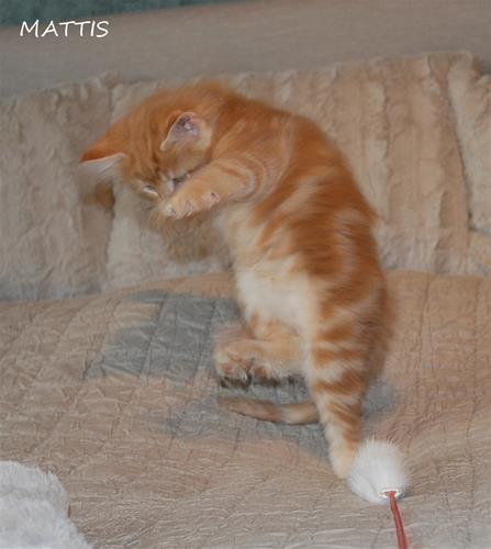 Mattis 7+4 a Mattis 7+4 a