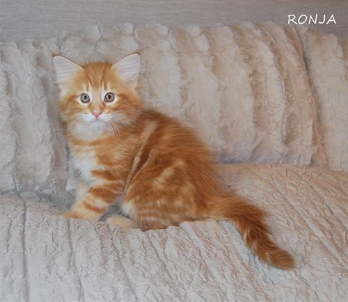 Ronja 9v a Ronja 9v a