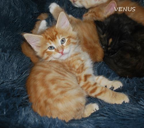 Venus 7v c Venus 7v c