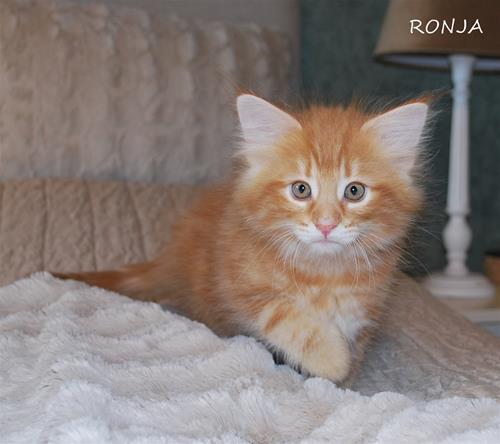 Ronja 9v b Ronja 9v b