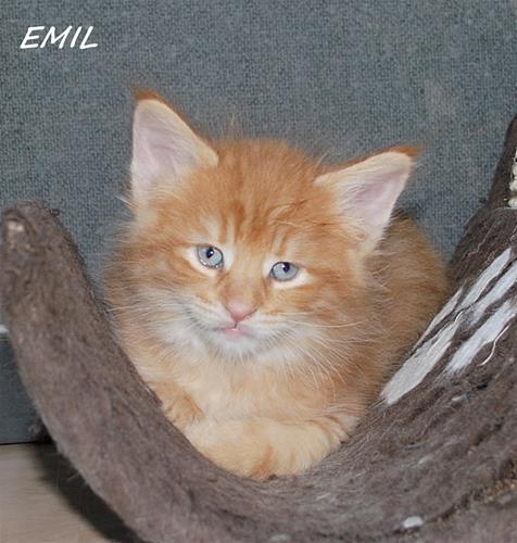 Emil 5v b Emil 5v b
