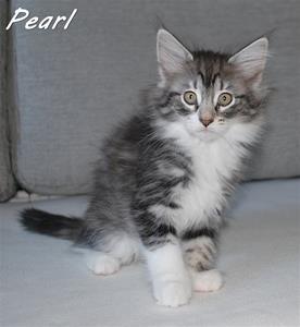 Pearl 9v b