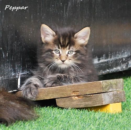 Peppar 5v Peppar 5v