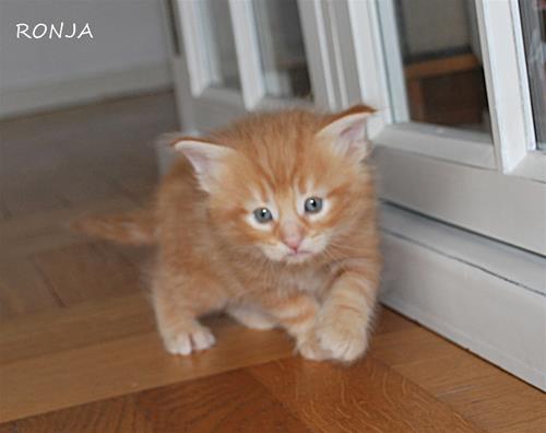 Ronja 4v Ronja 4v