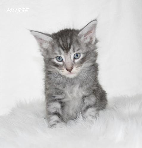 Musse 5v a Musse 5v a