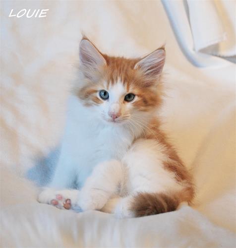 Louie 10v Louie 10v