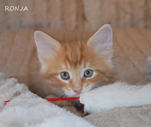 Ronja 7+4 a Ronja 7+4 a