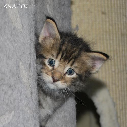 Knatte 4v Knatte 4v